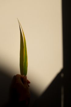 A close-up of a hand holding a leaf casting a shadow on a wall.