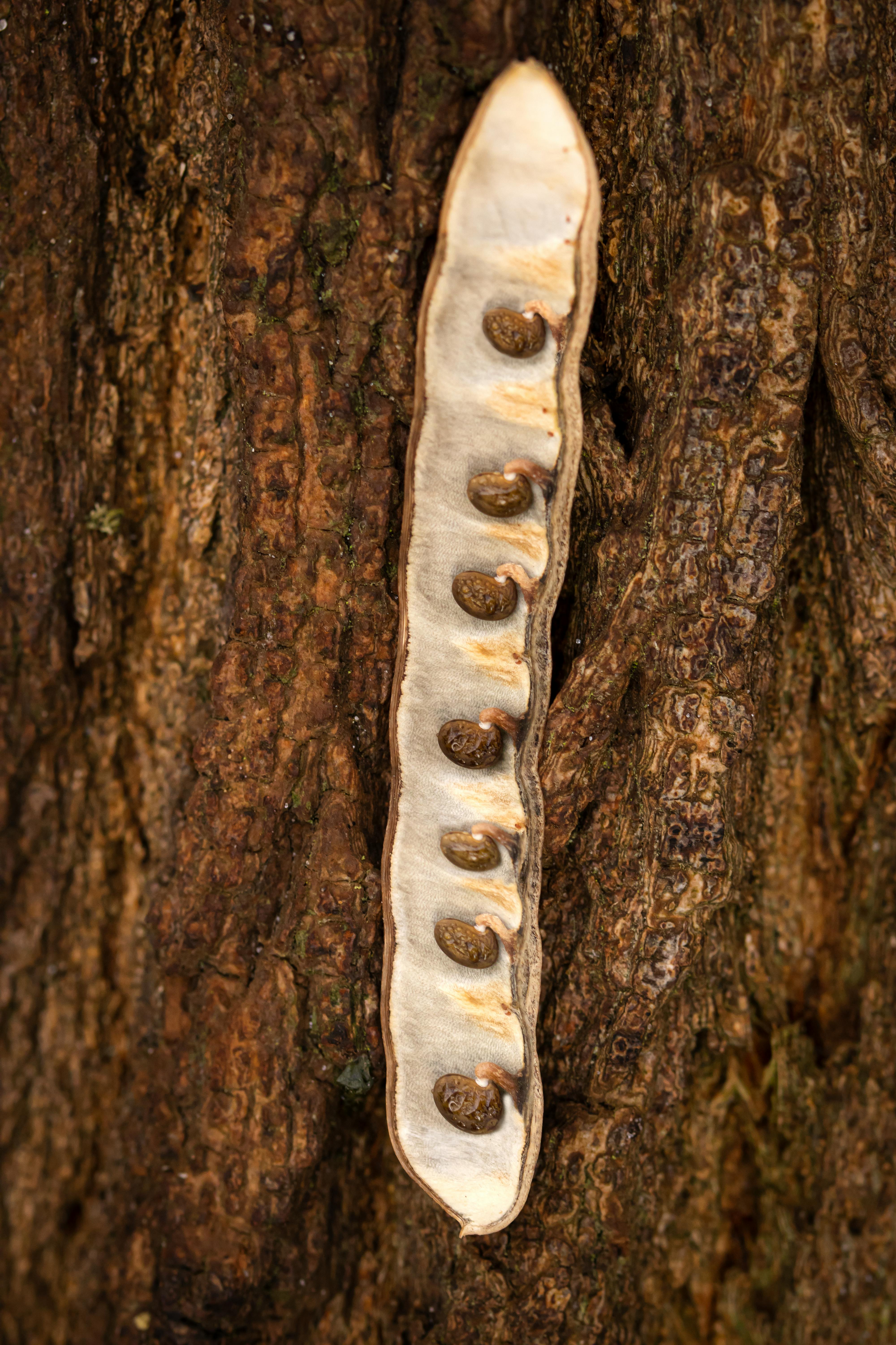 Close-up of Seed Pod on Tree Bark  Free Stock Photo
