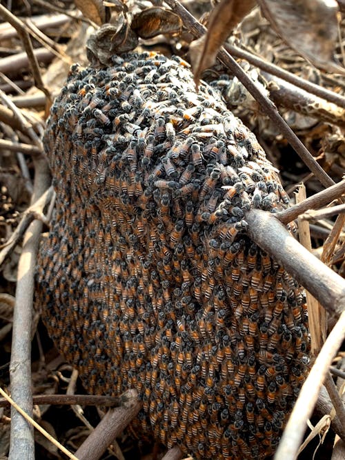 Swarm of Bees in Wildlife