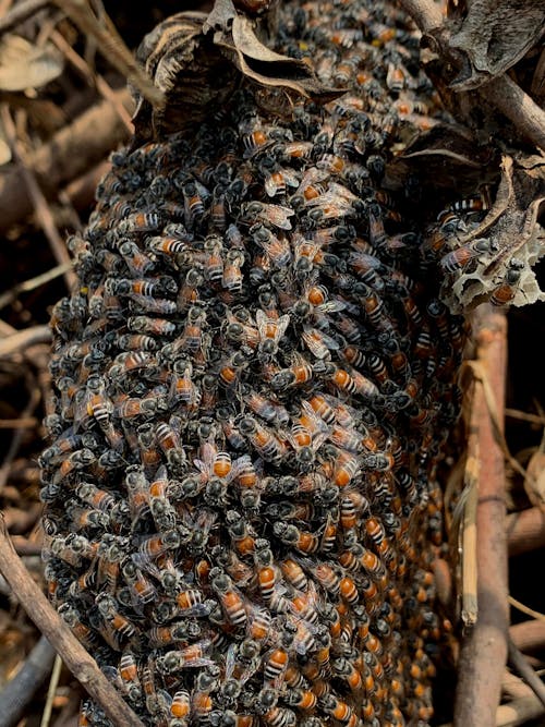 Close up of a Cluster of Bees