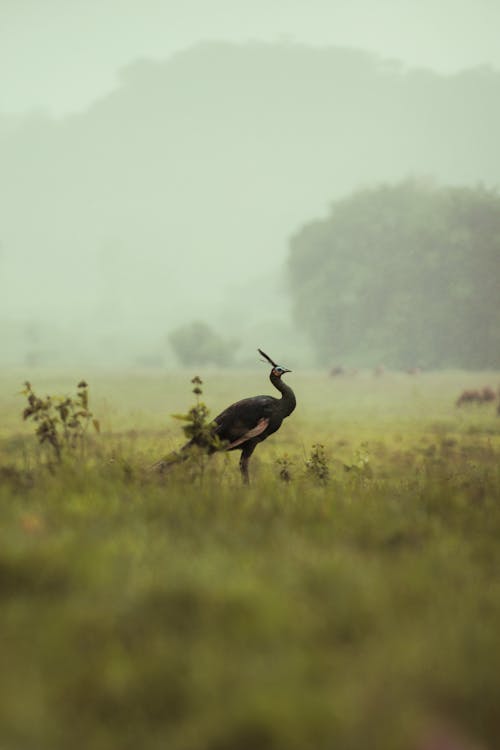 Photos gratuites de animal, animaux à l'état sauvage, beauté dans la nature