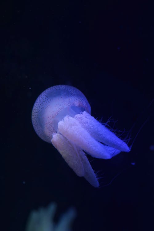 Бесплатное стоковое фото с вертикальный выстрел, водный, медуза