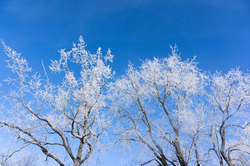 Free Frost-covered tree branches stand out sharply against a vivid blue winter sky. Stock Photo