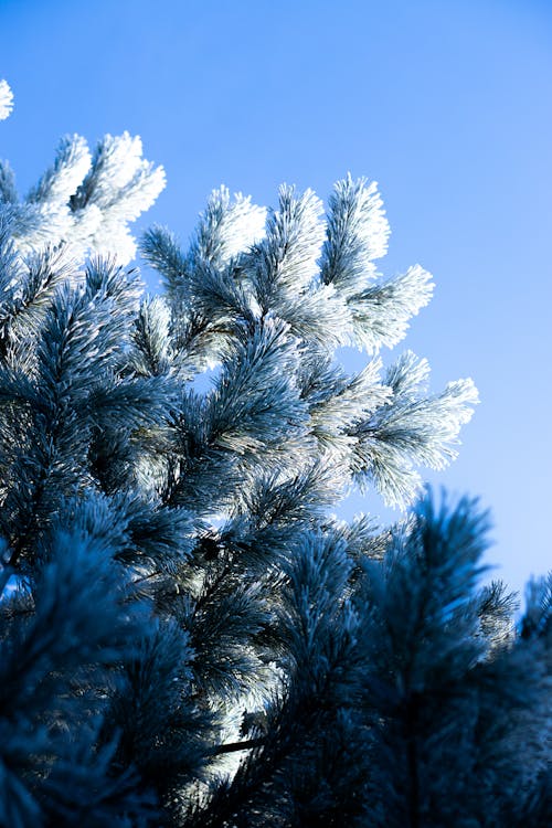 Fotos de stock gratuitas de cubierto de nieve, invierno, nevar