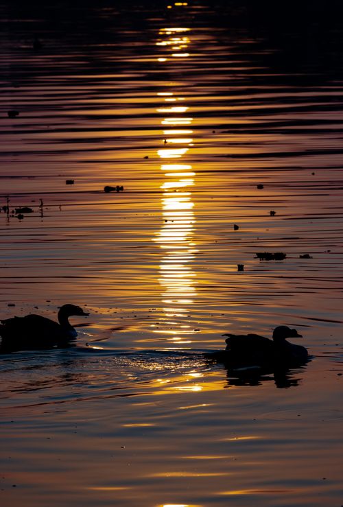 Free Two birds swim in silhouette against a golden sunset on a serene Indian lake. Stock Photo