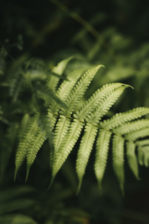 Free A detailed view of lush green fern leaves, showcasing nature's intricate patterns. Stock Photo