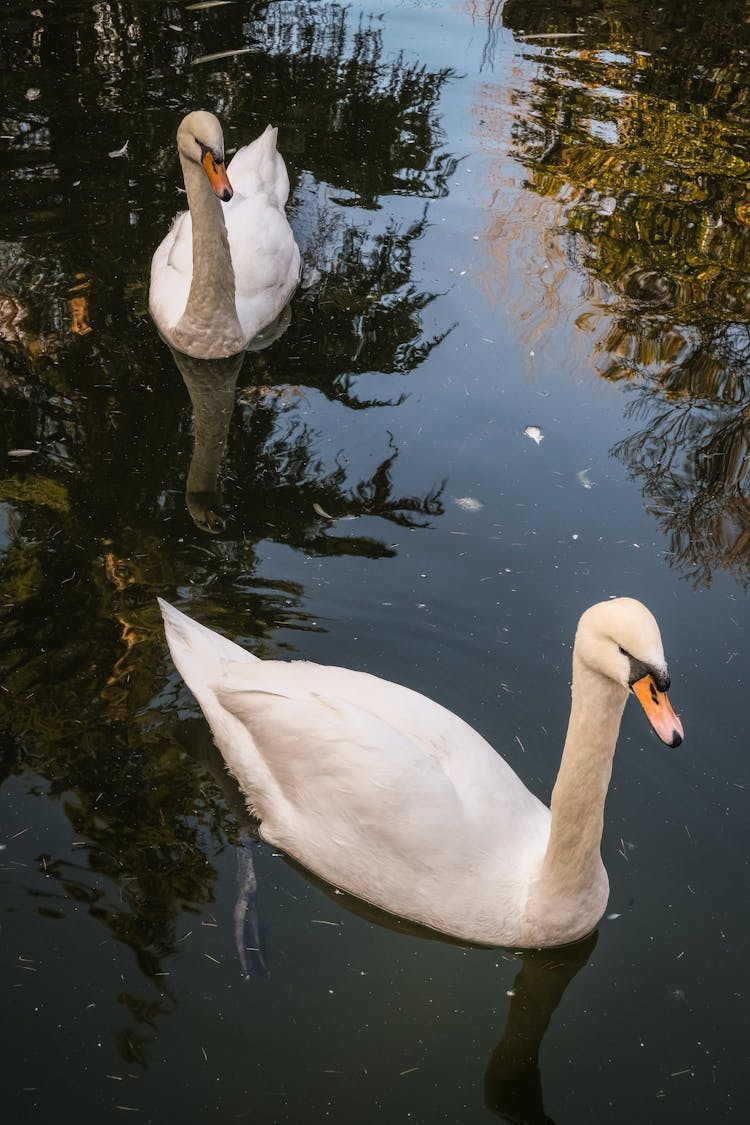 Mute Swans On Water