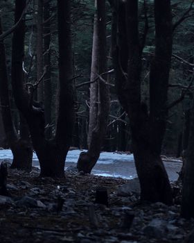A moody forest scene with bare trees lining a winding stream, captured in cool tones.
