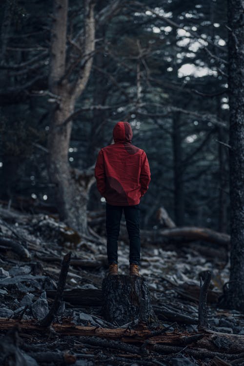 Man Standing in Forest · Free Stock Photo
