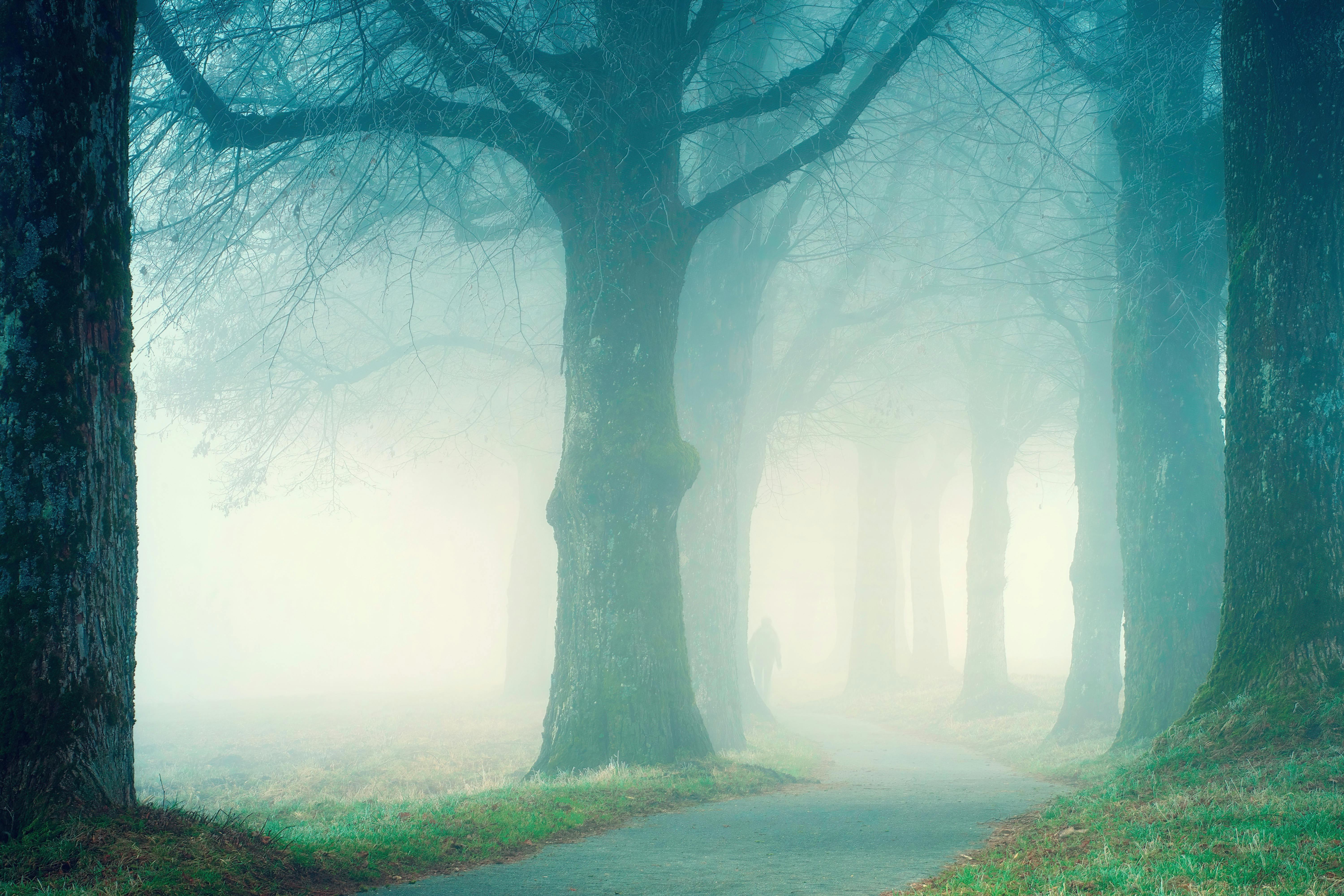 Serene forest pathway shrouded in fog, creating a mysterious and tranquil atmosphere.