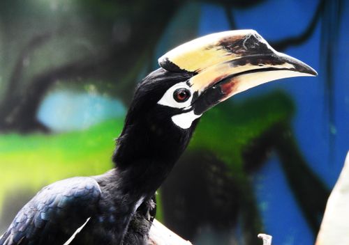Free A detailed close-up image of a vibrant hornbill with a striking bill and feathers. Stock Photo