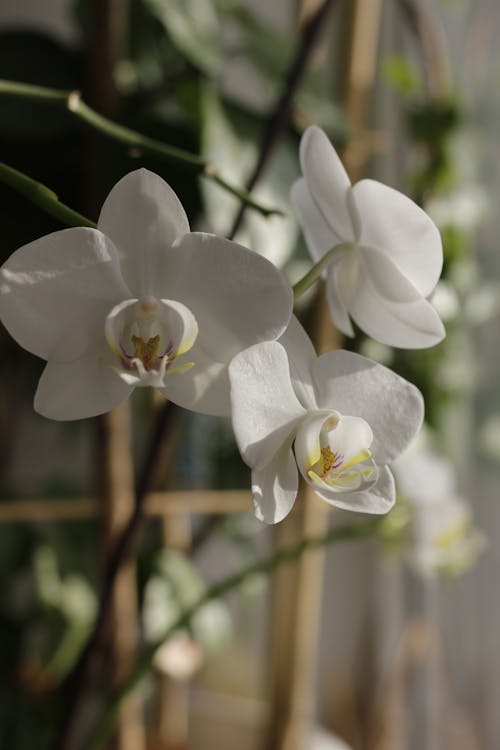 Free Close-Up Shot of White Orchids Stock Photo