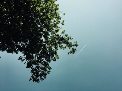 Green Leaf Tree on Low Angle Photography during Daytime