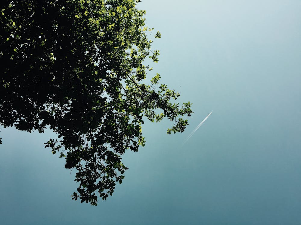 Безкоштовне стокове фото на тему «дерево, інверсійні сліди, небо» стокове фото