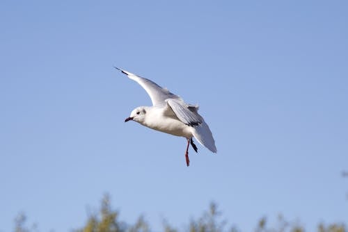 Close-Up Shot of a Seagull Flying