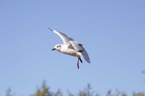 Free A flying seagull with open wings captured against a clear blue sky. Stock Photo