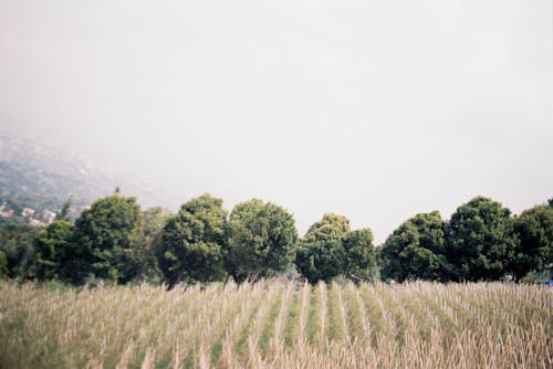 Darmowe zdjęcie z galerii z natura, plantacja, pole