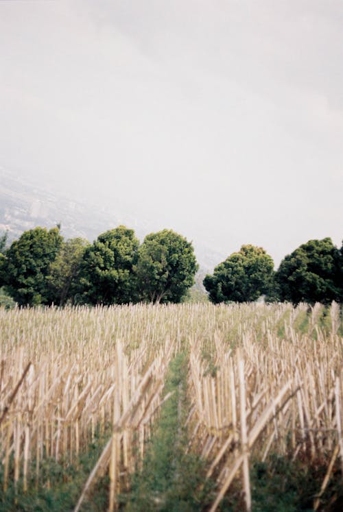 Základová fotografie zdarma na téma krajina, kukuřičné pole, příroda