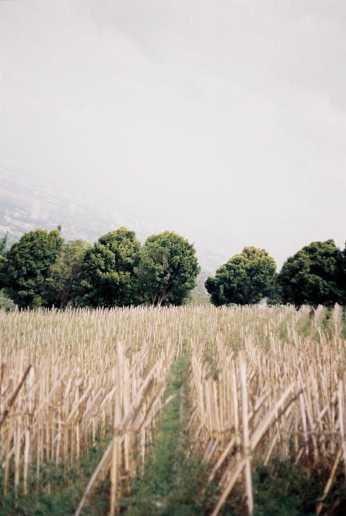 Green Trees and Brown Field