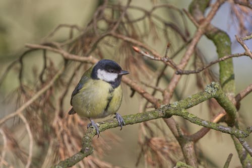 Close-Up Shot of a Great Tit Perched from a Tree Branch