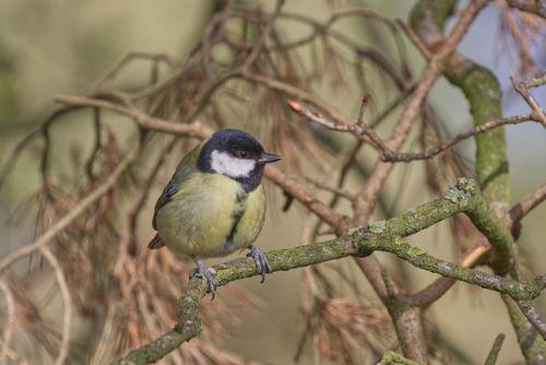 Free Close-up of a great tit perched on a lichen-covered branch in a natural setting. Perfect for nature enthusiasts. Stock Photo
