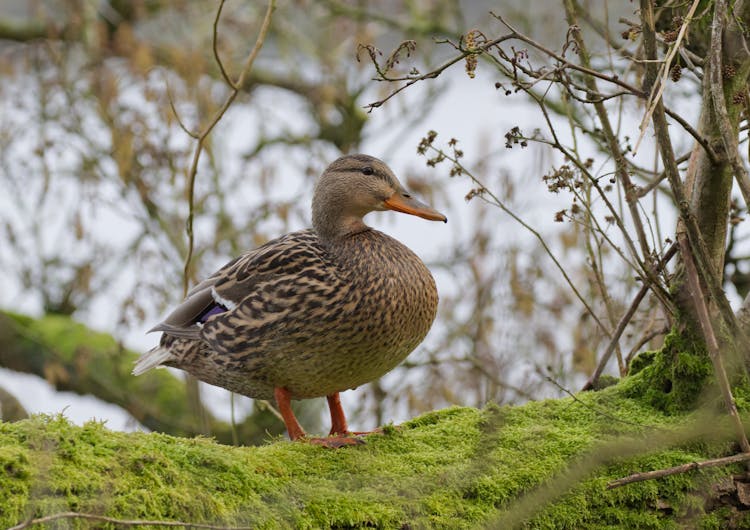 A Mottled Duck Standing On Moss