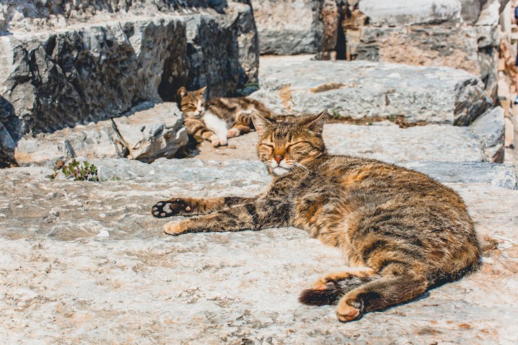 Wild Tabby Cats On Rocks