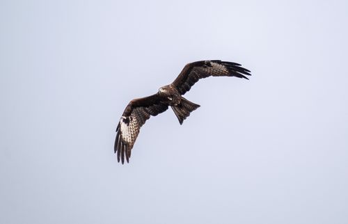 Free A soaring eagle captured mid-flight against a bright sky, showcasing its powerful wingspan. Stock Photo