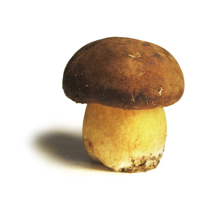 Brown Mushroom