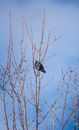 Black and White Bird on Brown Tree Branch