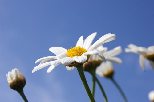 Close-Up Shot of a Daisy