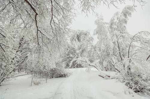 Fotobanka s bezplatnými fotkami na tému 4k tapety, chladný, fotografia prírody