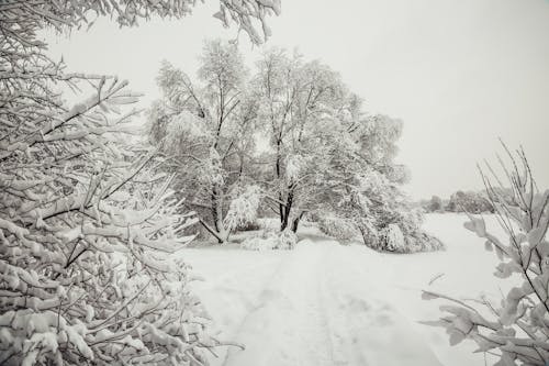 Free Snow Covered Trees in the Forest Stock Photo