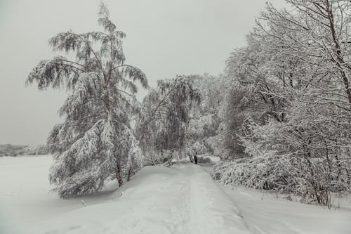 Darmowe zdjęcie z galerii z burza śnieżna, drzewa, krajobraz