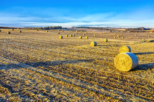 Free Sunlit hay bales scattered across a serene rural field under a clear blue sky. Stock Photo
