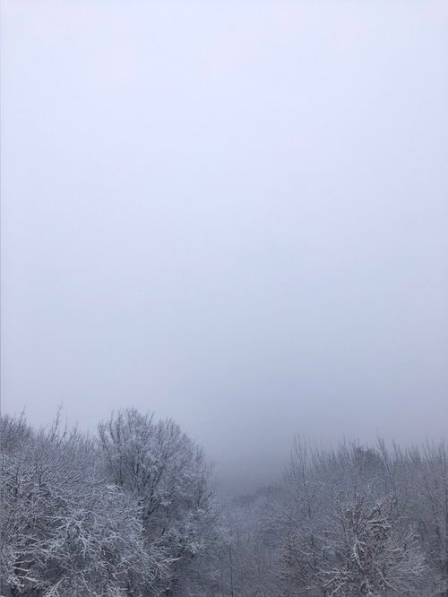 Free A serene winter forest scene with snow-covered trees and a foggy atmosphere, capturing the peacefulness of nature. Stock Photo