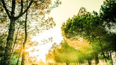 秋天的黎明，阳光穿过宁静森林里的松树