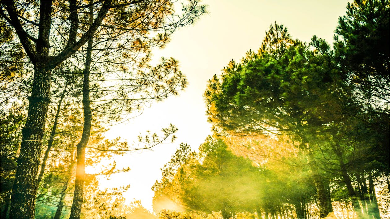 Green Trees during Golden Hour Photography