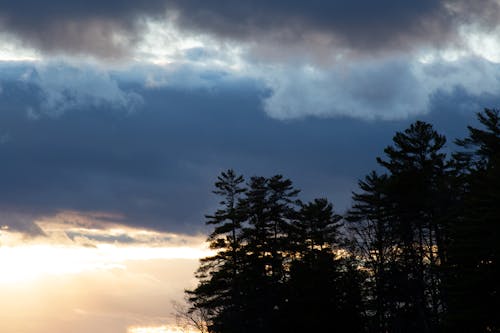 Gratis stockfoto met avond, bomen, boom