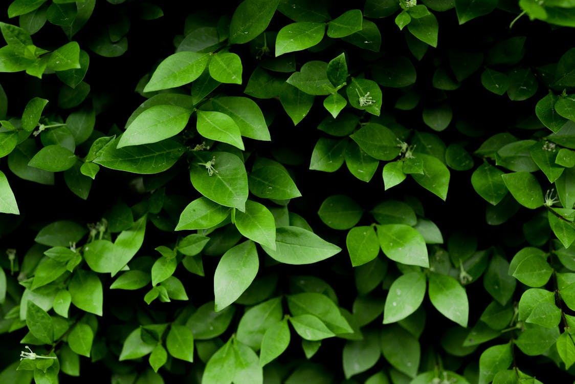 Photo of Green Leafy Plant