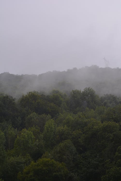 Trees Covered by Fog