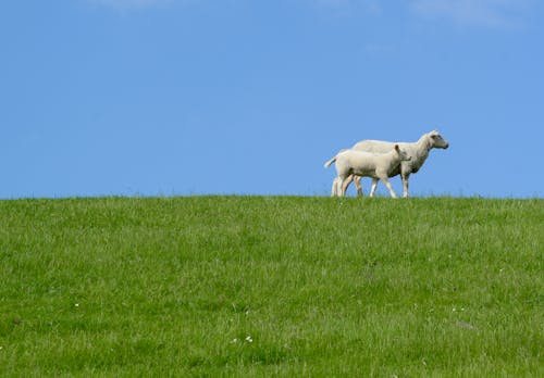 家畜, 戶外, 日光 的 免费素材图片