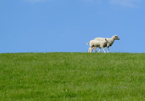 Fotos de stock gratuitas de agricultura, al aire libre, animales