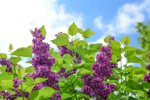 Free Selective Focus Photo of Purple Cluster Flower at Daytime Stock Photo