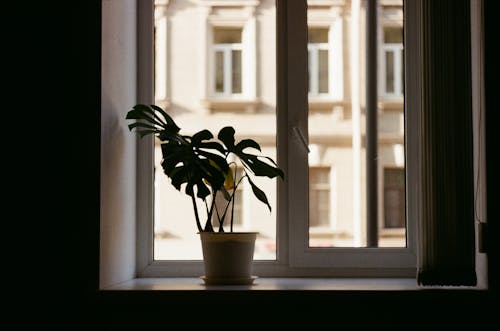 Foto stok gratis ambang jendela, jendela kaca, tanaman berpot