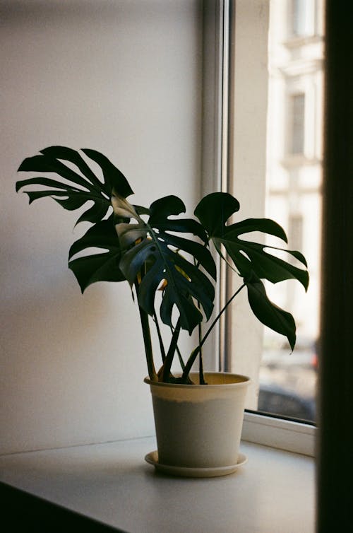 A Potted Swiss Cheese Plant by the Window