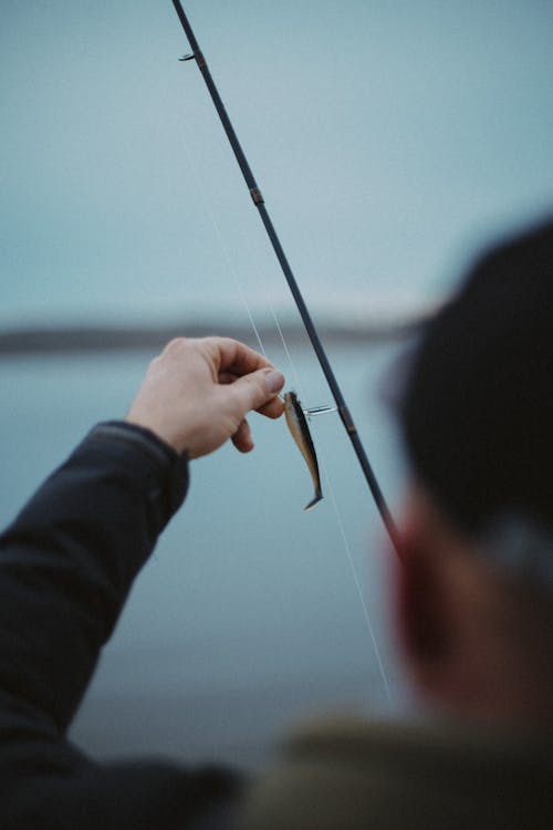 Gratis arkivbilde med fisk agn, fiske, fisker