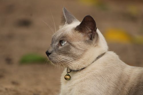 Foto d'estoc gratuïta de animal, collaret, felí