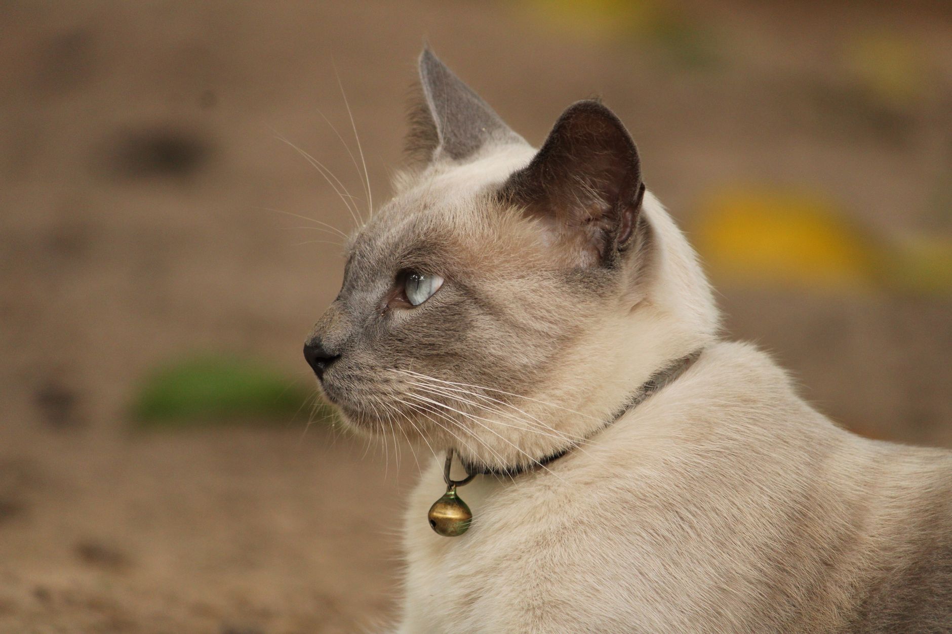 The Danger of Accidental Reinforcement: Are You Training the Noise?