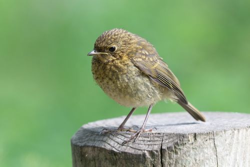 Free Close-up of a young robin perched outdoors on a wooden post with a blurred green background. Stock Photo